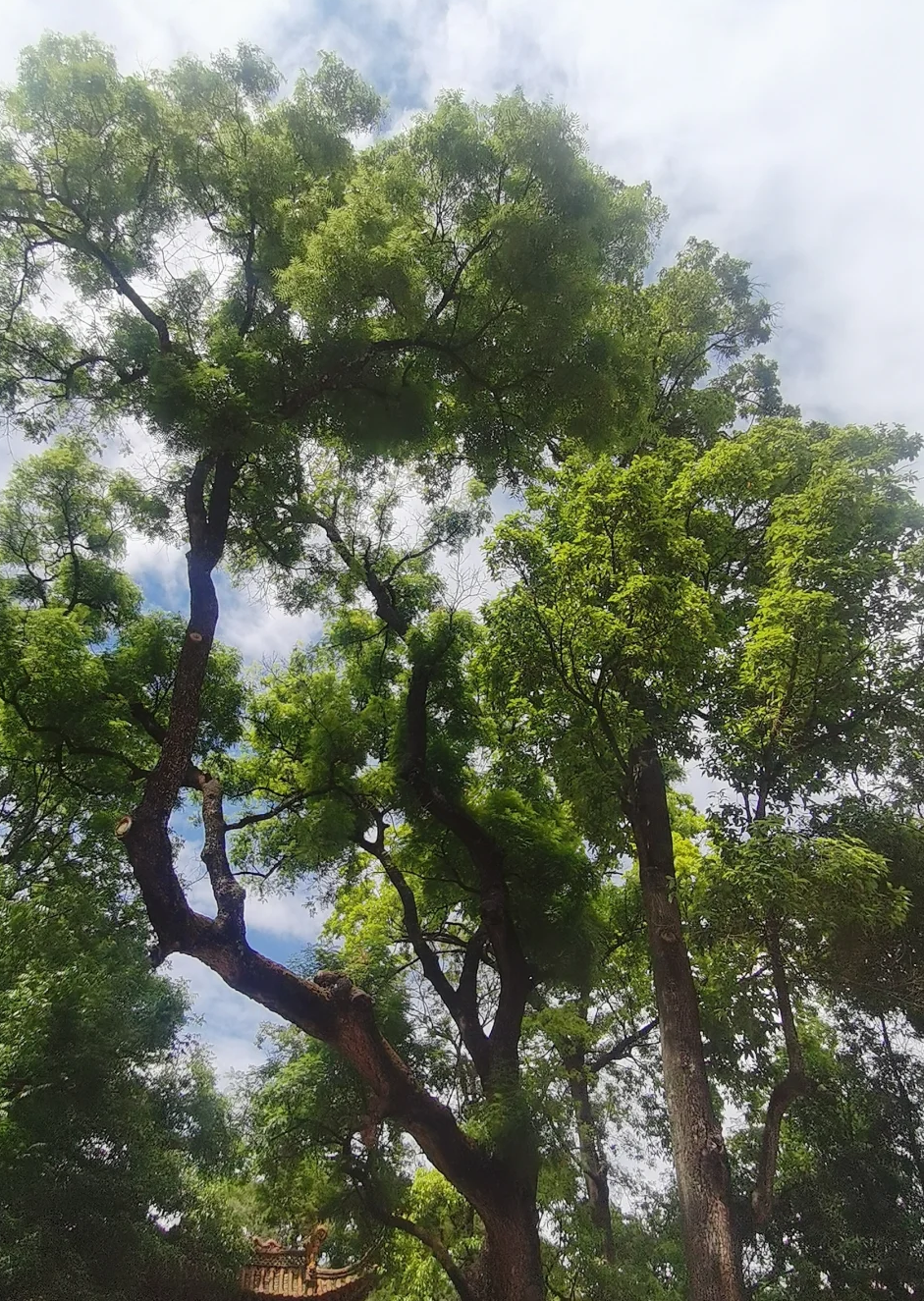 封面图片